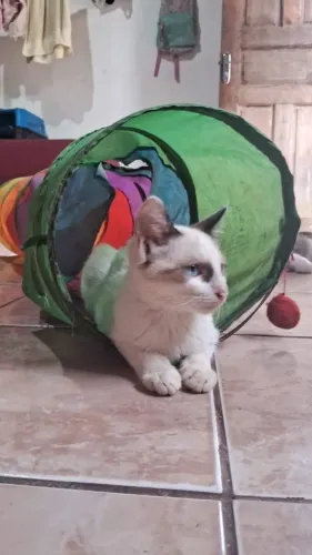 Gatos para adoção