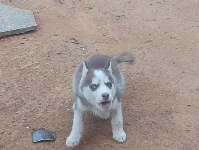 Husky siberiano com 70dias
