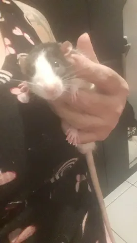Rato filho 5 meses