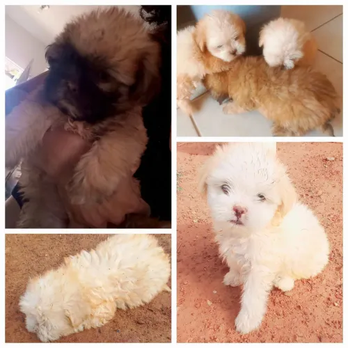 Vendo filhotes de Shih Tzu com 45 dias de vida