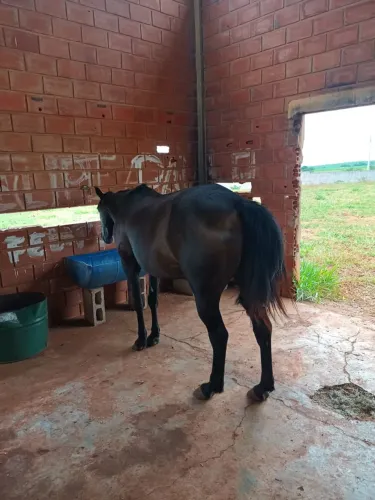 Cavalo 