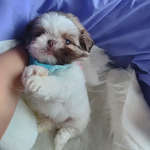 Lindo Shih Tzu machinho disponível