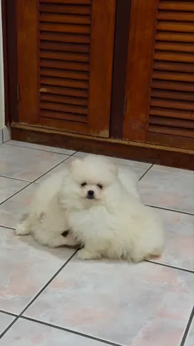 Filhote de Lulu da Pomerania