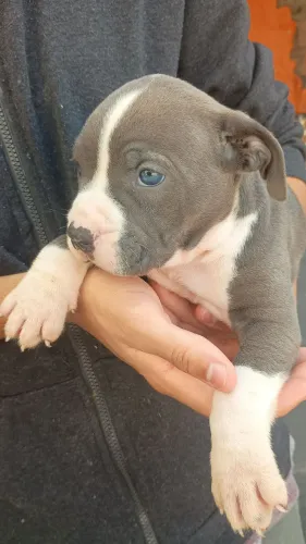 Vendo Pit mosnter filhote 