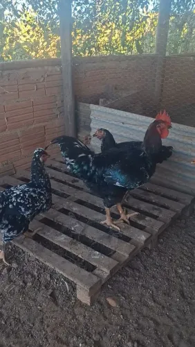 Frangas e Frango de galinha sertaneja balão ( GSB)
