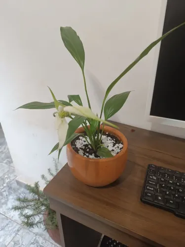 Mini lírio