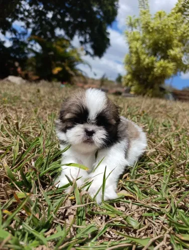 ShihTzu