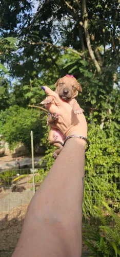 Galgo Italiano Femea - Reserve o seu amor