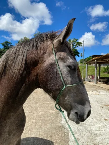 Vendo ou troco Cavalo Manga Larga