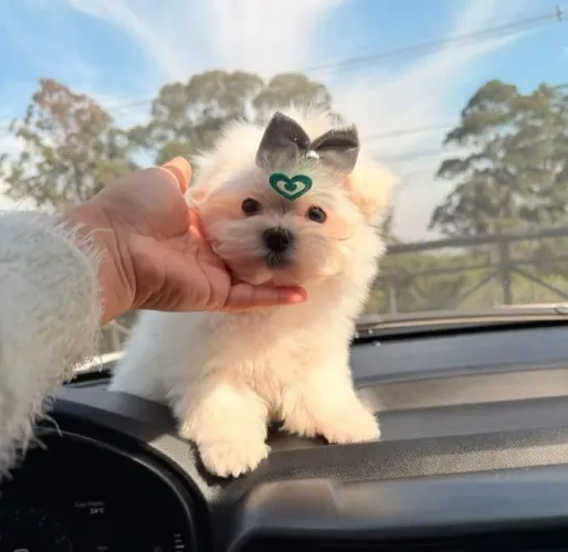 Linda femea de maltes ,pais com pedigree