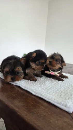 Lindos Filhotes de Yorkshire Terrier Padrão Mini
