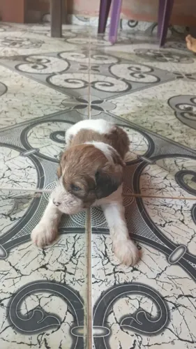 Cachorro poodle
