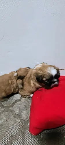 Filhotes machos Shitzu