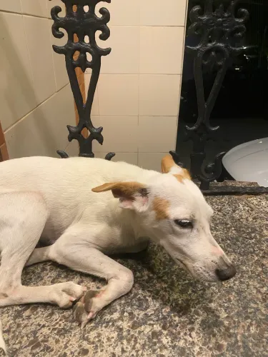 Adoção responsável