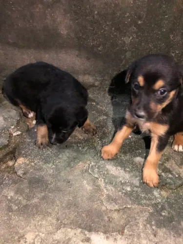 PARA DOAÇÃO, TODOS SAUDÁVEIS DEIXARAM NA FRENTE DA CASA DA MINHA IRMÃ