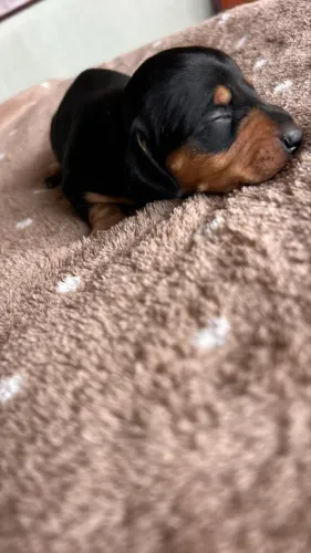 Dachshund, Cofap