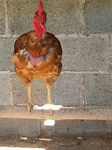 Vendo 4 galos , 2 mestiço brahama , 2 pesadão pescoço pelado 280,00 o lote,80 pra escolher