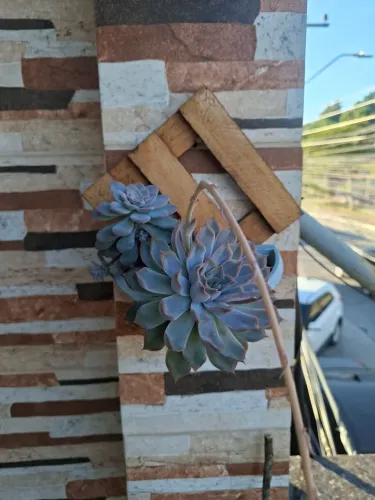 Plantas