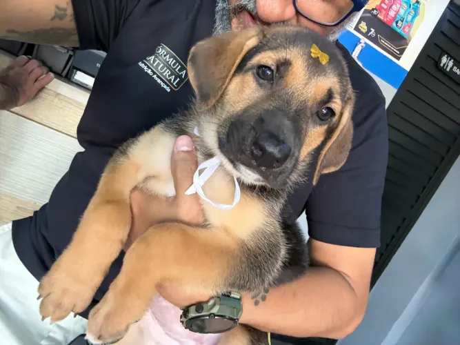 Pastor com labrador Americano (mestiço)