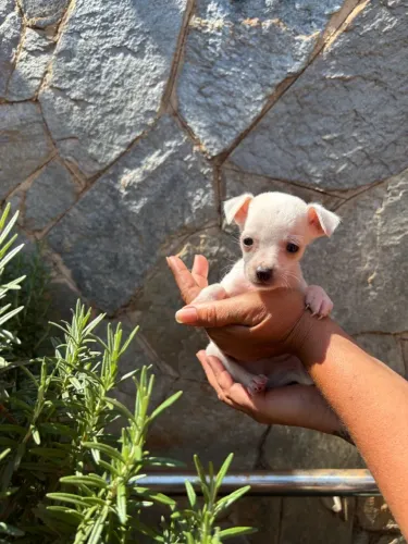 Pinscher macho 0