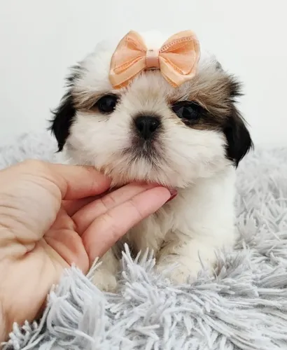 Lindos filhotes de Shih Tzu