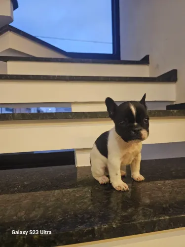 Cachorro
