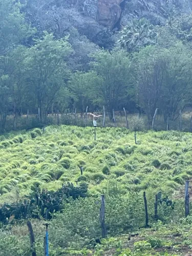 Fazenda em Jeremoabo/Ba