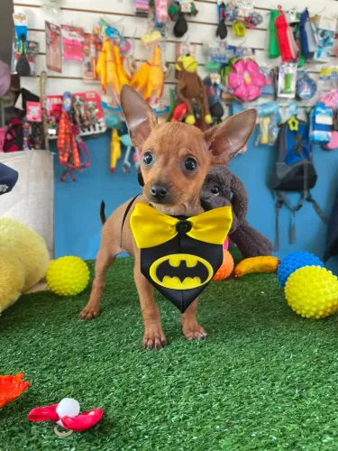 Pinscher dourado disponível machinho promoção 1.400,00