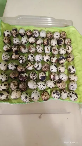 Codorna - Ovos férteis, pronta entrega e encomenda!