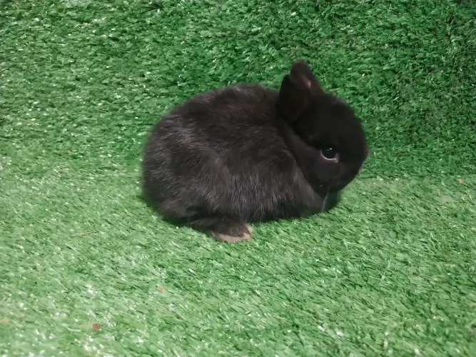 Coelho Mini netherlan