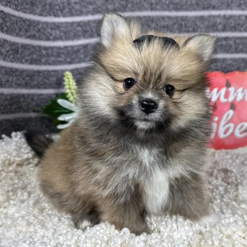 Spitz Alemão | Filhotes lindos, disponíveis hoje. 