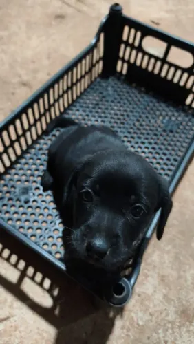 Estou doando dois cachorrinhos macho
