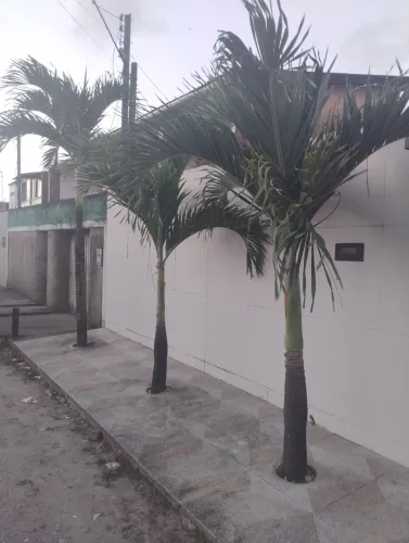 Vendo 3 pés de palmeira oriental da grande porte