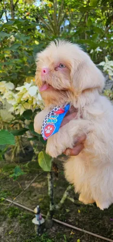Shih-tzu ALBINO Lavanda - Raridade