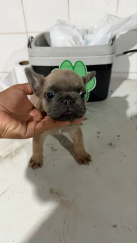 Buldogue