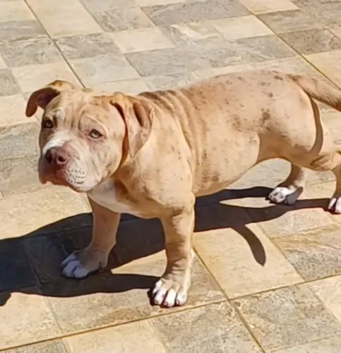 American bully femea merle standard