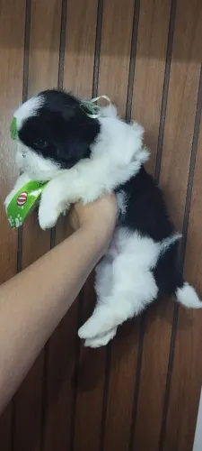 Shitzu