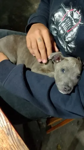 Pit Monster cm American Bully 