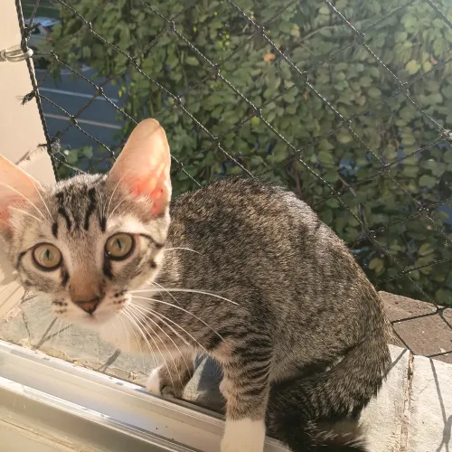 Gato para doação