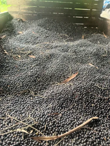 Vendo açaí em Natura (caroço) para batedores.