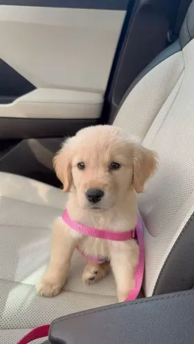 Golden - Pequenos companheiros com muito amor para dar