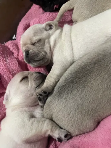 Filhotes de pug
