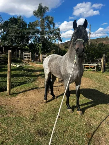 CAVALO ROSILHO REGISTRADO