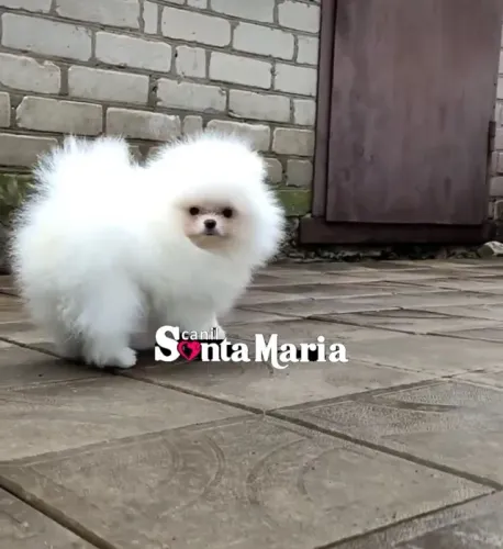 filhotes importados lulu da pomerania micro anao spitz alemao ursinho macho femea
