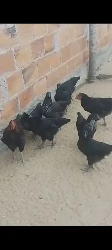 Vendo frango caipira Negra