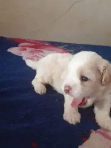 Cachorro poodle com schnauzer fêmea