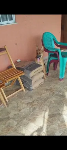 Cachorro  pasto alemão 