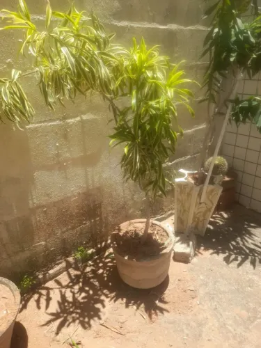 Várias plantas diferentes a 20 a unidade 