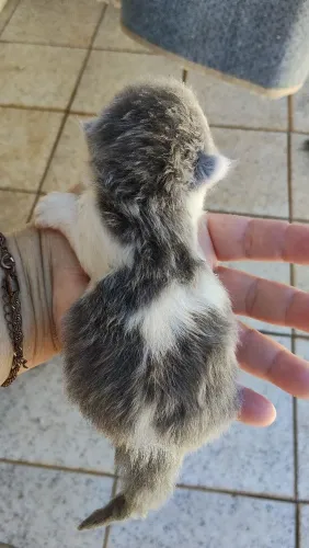 Gato macho
