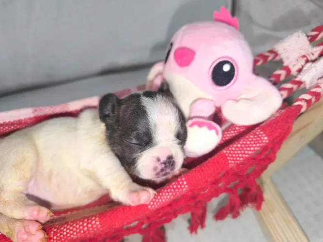 Filhotes de Bulldog francês